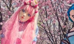 Featured image of post Watching sakura blooming at Krestovskiy