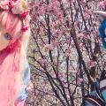 Watching sakura blooming at Krestovskiy
